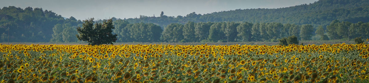 Scenic view of agricultural field against sky