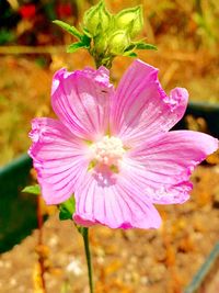 Close-up of pink flowers