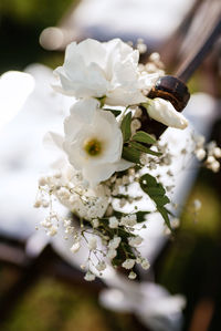 Close-up of white flowering plant