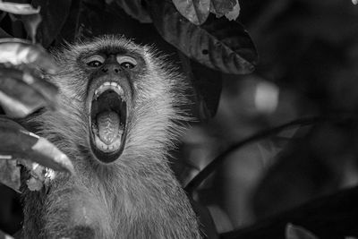 Close-up portrait of a monkey