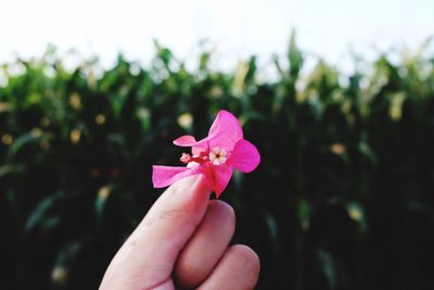 Close-up of hand holding pink flower