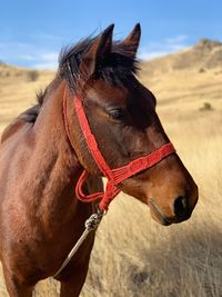 Close-up of a horse on field