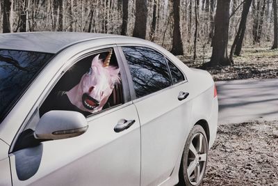View of unicorn in car against trees in the forest