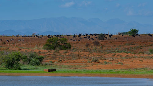 African ostriches at an ostrich farm in the semi-desert landscape of oudtshoorn, south africa