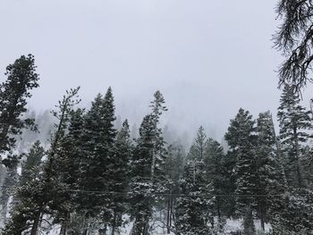 Low angle view of trees against sky