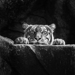 Portrait of cat relaxing on rock