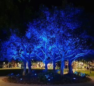 Illuminated trees against blue sky at night
