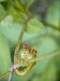 Close-up of insect on plant