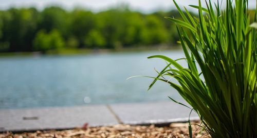 Close-up of plant by lake