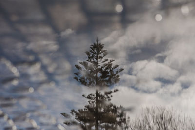 Close-up of pine tree against sky