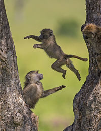 Monkeys on tree trunk