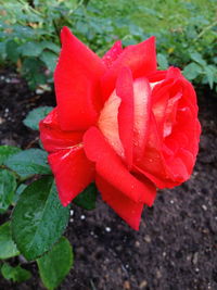 Close-up of red rose blooming outdoors