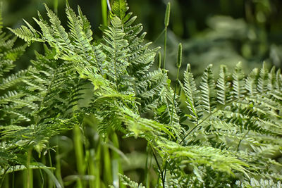 Close-up of plants growing on field