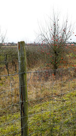 Plants growing on land