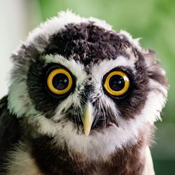 Close-up portrait of owl