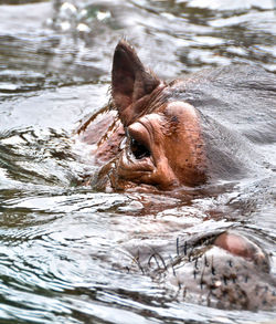 Hippo in a lake