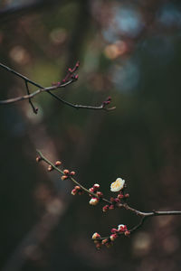 Close-up of plant