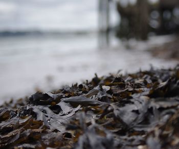 Close-up of leaves on beach