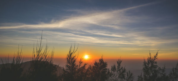 Silhouette plants and trees against sky during sunset