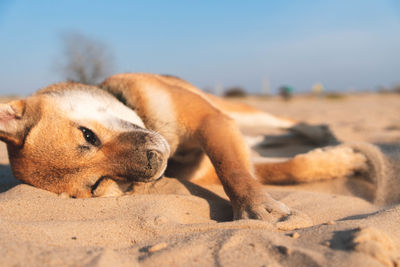 Close-up of a dog lying on sand