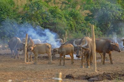 Horses on field