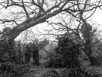 Bare trees in forest against sky