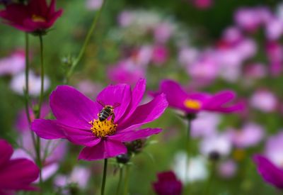 Close-up of pink flowering plant