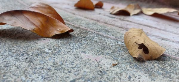 Close-up of dry leaves on wooden table