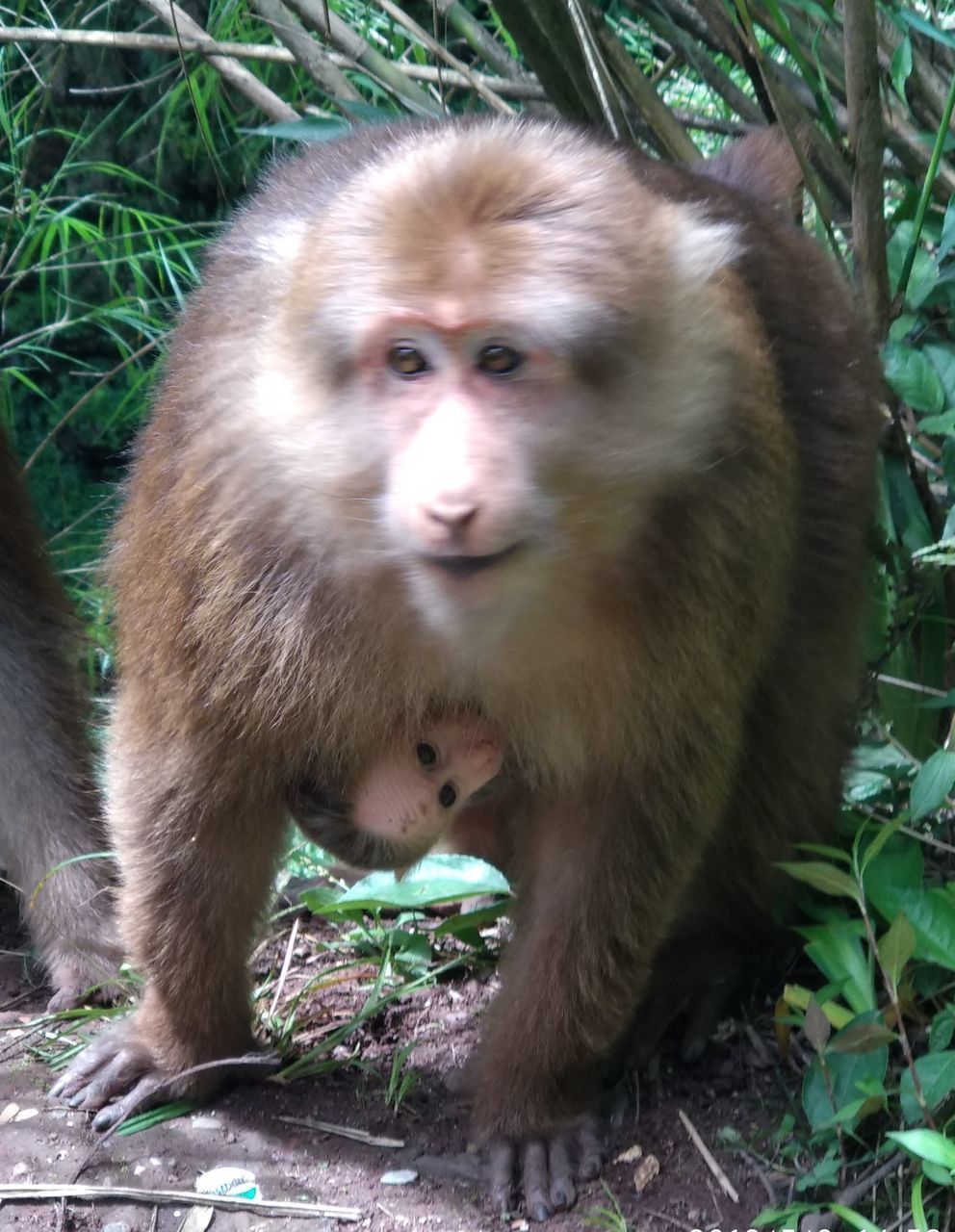 MONKEY LOOKING AWAY IN THE FOREST