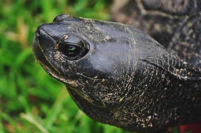 Close-up of turtle