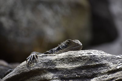 Close-up of lizard on rock