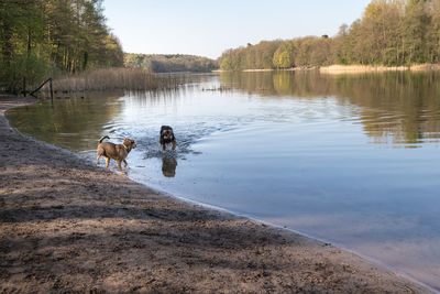 View of a dog in lake