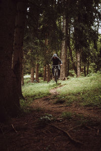 Rear view of man walking amidst trees in forest