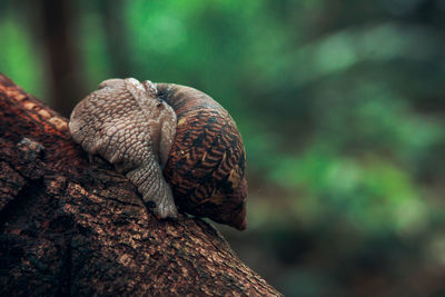 Close-up of snail on tree trunk