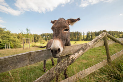 Donkey stands on the meadow in natural landscape. 