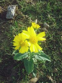 Close-up of yellow wildflowers in field