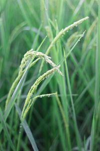 Close-up of crop growing on field
