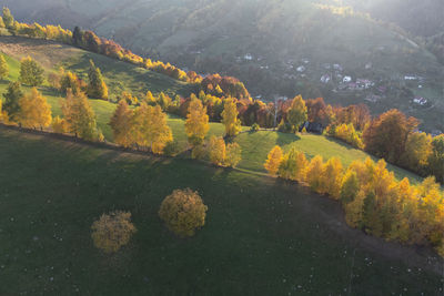 High angle view of trees on field