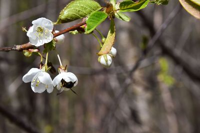 Close-up of white cherry blossoms in spring