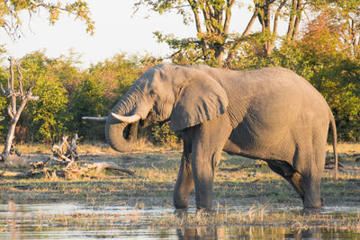 View of elephant drinking water