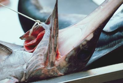 Close-up of dead fish tied on rope in fish market