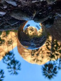 Close-up of crystal ball hanging on tree trunk