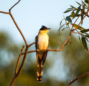 Close-up of bird perching on tree