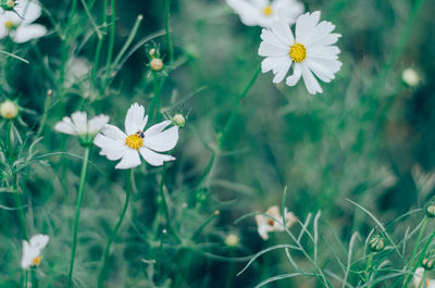 Close-up of white daisy flowers on field