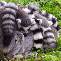 Close-up of sheep