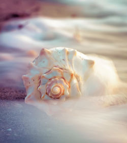 Close-up of seashell on sea