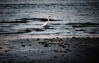 View of birds on beach