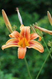 Close-up of day lily blooming outdoors