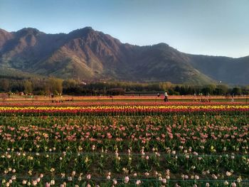 Scenic view of flowering plants against mountains and sky