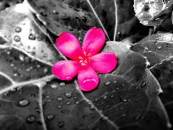 High angle view of wet pink flower blooming outdoors